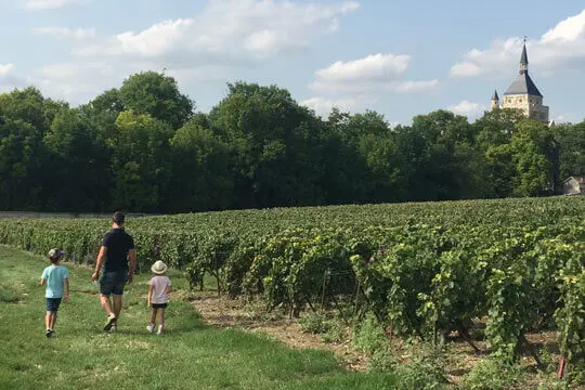 Aperçu des vignes du Champagne Anthony Betouzet