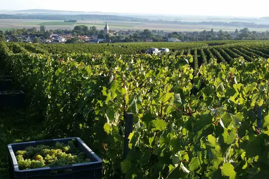 Aperçu des vignes du Champagne Dallancourt