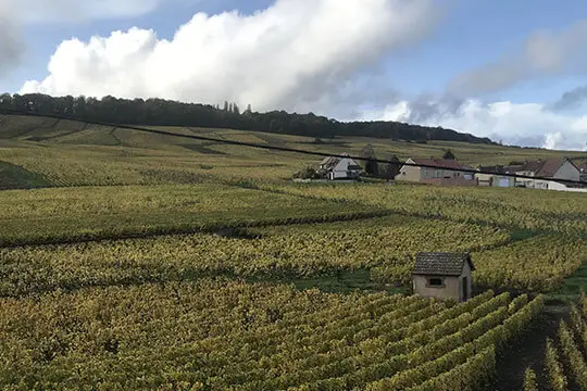 Aperçu des vignes du Champagne Paul Launois