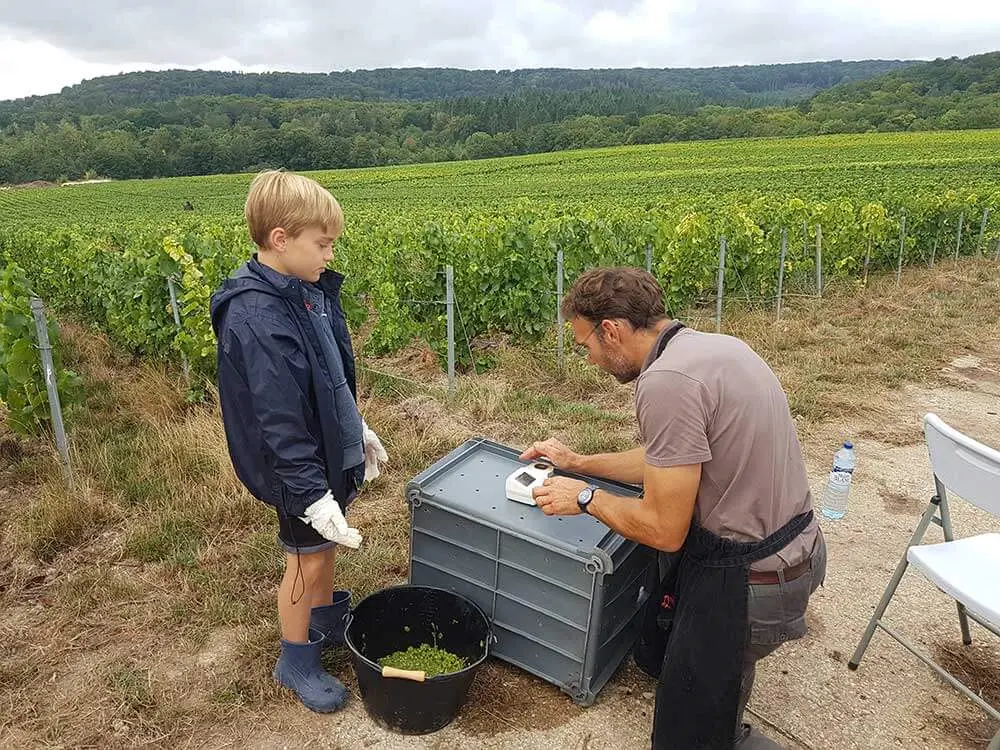 Mesure du sucre dans le raisin avec un réfractomètre