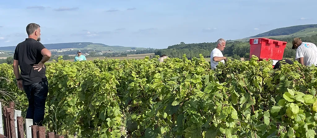 Vendanges en champagne dans les vignes